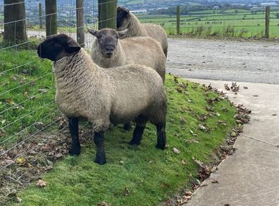 Rams