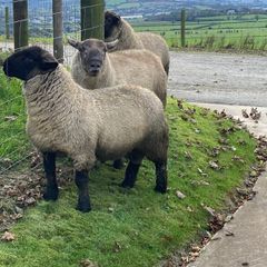 Rams