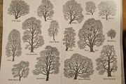 29 ink drawings of various tree species by artist S. R. Badmin. It's in binder form with 29 description of each of the  trees. See photos for same.