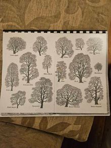 29 ink drawings of various tree species by artist S. R. Badmin. It's in binder form with 29 description of each of the  trees. See photos for same.