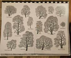 29 ink drawings of various tree species by artist S. R. Badmin. It's in binder form with 29 description of each of the  trees. See photos for same.