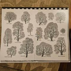 29 ink drawings of various tree species by artist S. R. Badmin. It's in binder form with 29 description of each of the  trees. See photos for same.