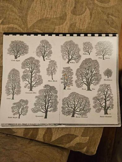 29 ink drawings of various tree species by artist S. R. Badmin. It's in binder form with 29 description of each of the  trees. See photos for same.