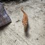 kittens for adoption Image 3