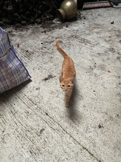 kittens for adoption