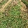 Round bales of hay (No fert, sprays or slurry ) Image 6