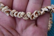 Shell Necklace Tropical Beach Fashion Jewelry