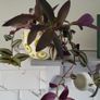 Trailing plants. Image 6