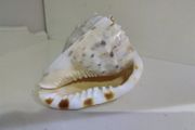 Sea Shell