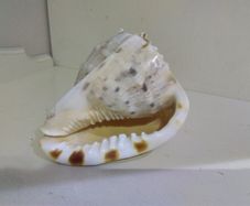 Sea Shell