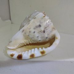 Sea Shell