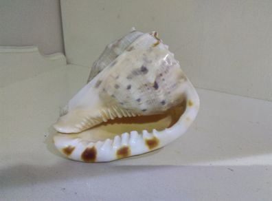 Sea Shell