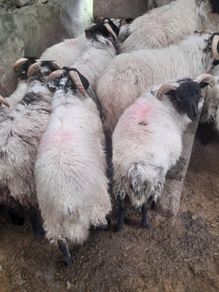Mayo Ram Lambs x 22
