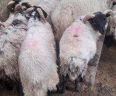 Mayo Ram Lambs x 22