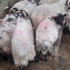 Mayo Ram Lambs x 22