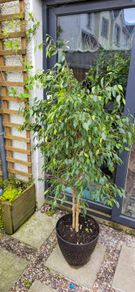 Plants