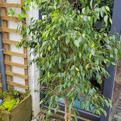 Plants