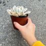 plant Image 2