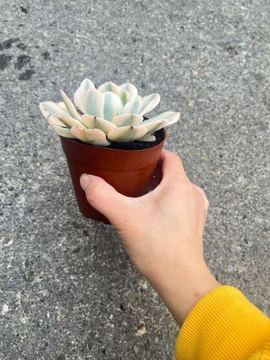 plant