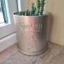 Cactus Plant in Pot Image 3
