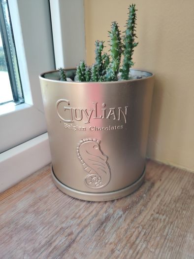 Cactus Plant in Pot