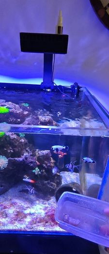 marine livestock