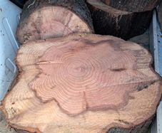 Dawn Red Wood Stumps