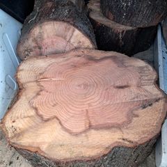 Dawn Red Wood Stumps