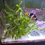 fluval nano marine marcoalgie tank Image 4
