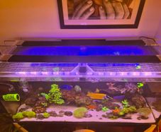 Two 39 inch AI blades for sale - 1 Grow and the other Glow.