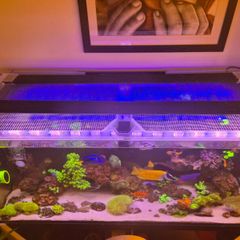 Two 39 inch AI blades for sale - 1 Grow and the other Glow.
