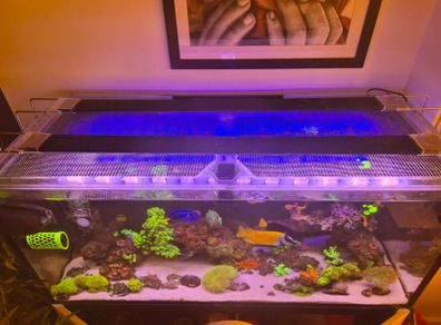 Two 39 inch AI blades for sale - 1 Grow and the other Glow.