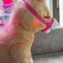 Fur Real Walking Horse Image 4