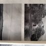 3 x Capuchin Annuals Image 8