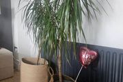 plants