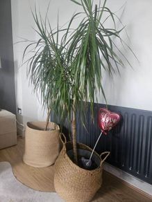 plants