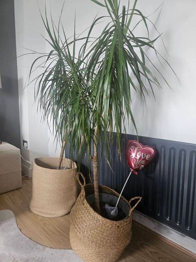 plants