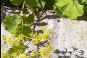 Lady's mantles/Alchemilla Plant