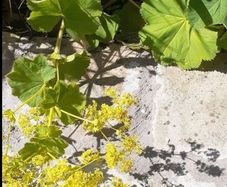 Lady's mantles/Alchemilla Plant