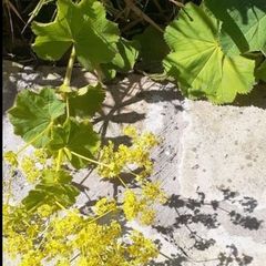 Lady's mantles/Alchemilla Plant