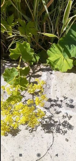 Lady's mantles/Alchemilla Plant