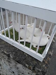 snow white pigeons
