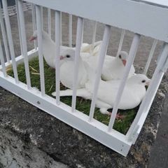 snow white pigeons