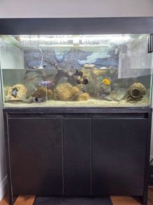 200L Fish Tank + cichlids + fish + stand
