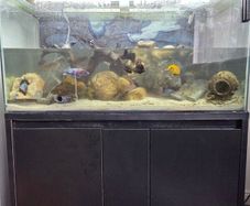 200L Fish Tank + cichlids + fish + stand