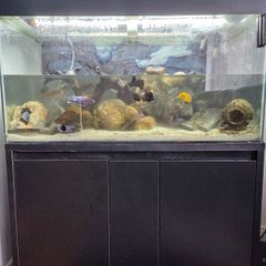 200L Fish Tank + cichlids + fish + stand