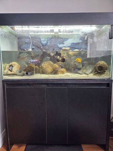 200L Fish Tank + cichlids + fish + stand