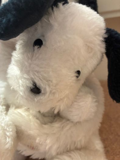 teddy