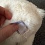 Jellycat Perry Polar Bear BNWT Image 4