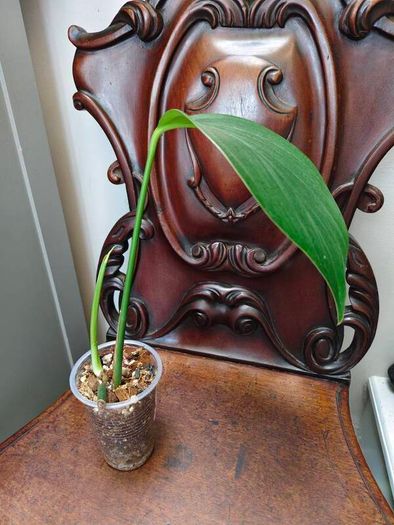Rhaphidophora Decursiva Dragon tails